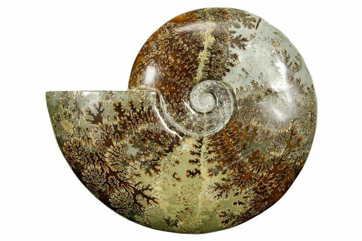 Polished Ammonite (Cleoniceras) Fossil - Madagascar #372957